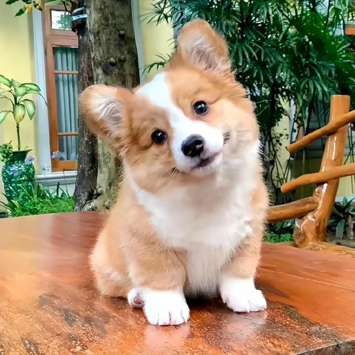 hình ảnh con chó 18