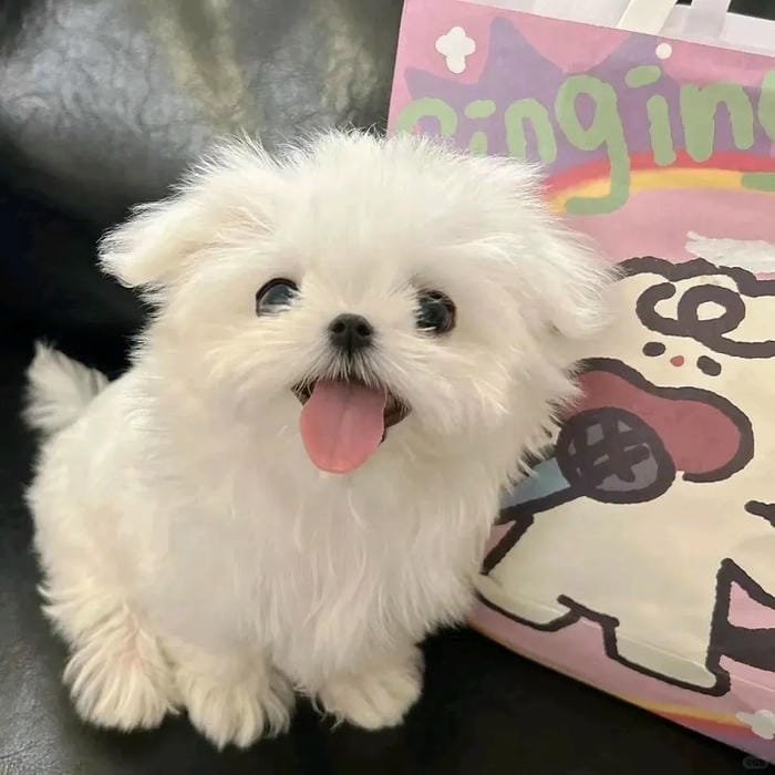 hình ảnh con chó 28