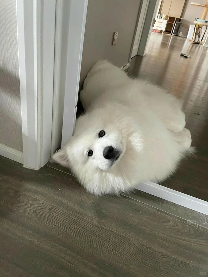 hình ảnh con chó 3