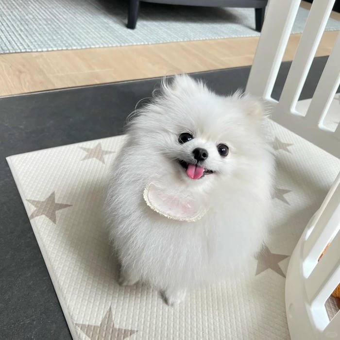 hình ảnh con chó 37