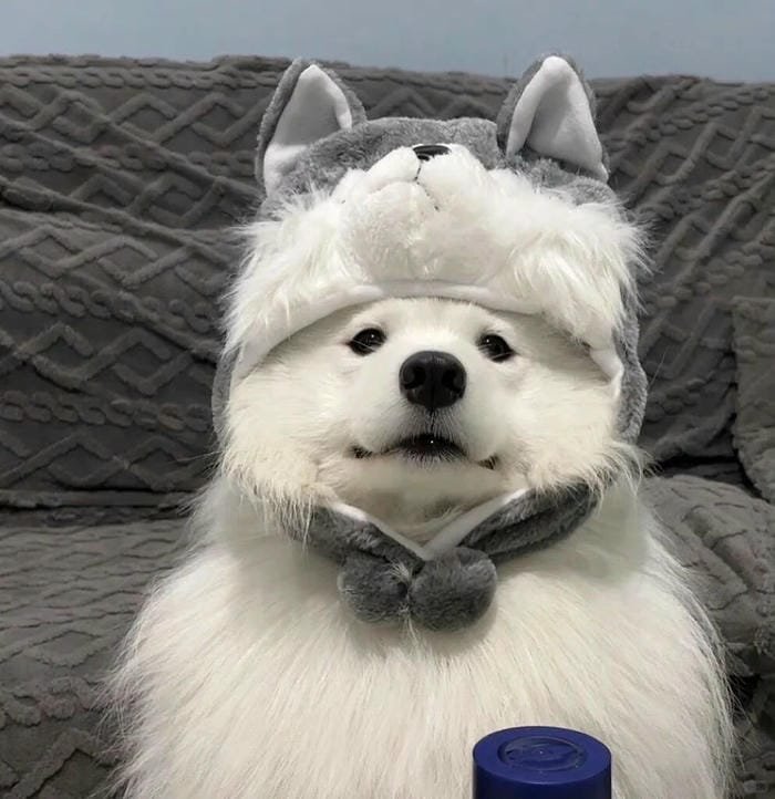 hình ảnh con chó 4