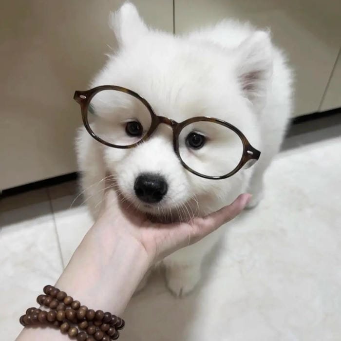 hình ảnh con chó 40