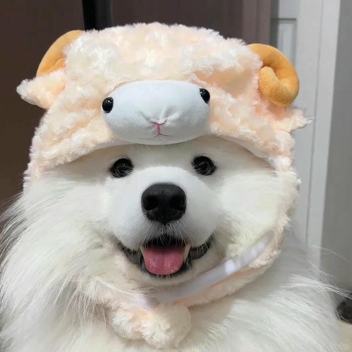 hình ảnh con chó 5
