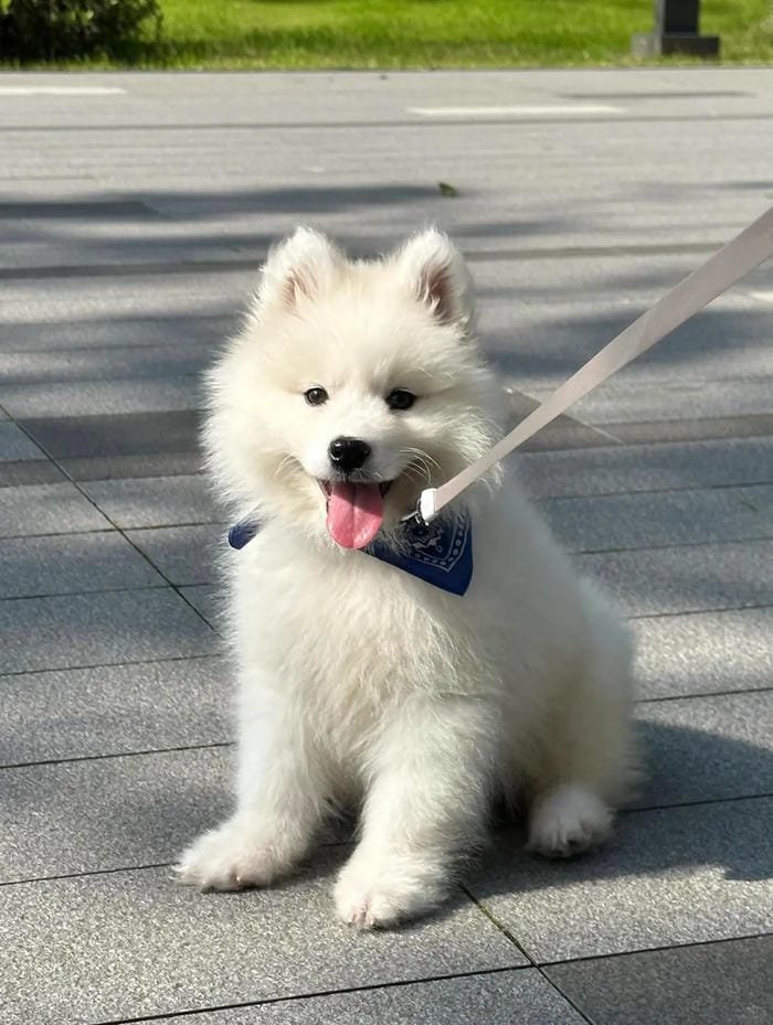 hình ảnh con chó 6