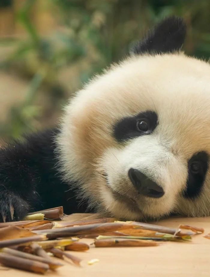 hình ảnh con gấu trúc 1