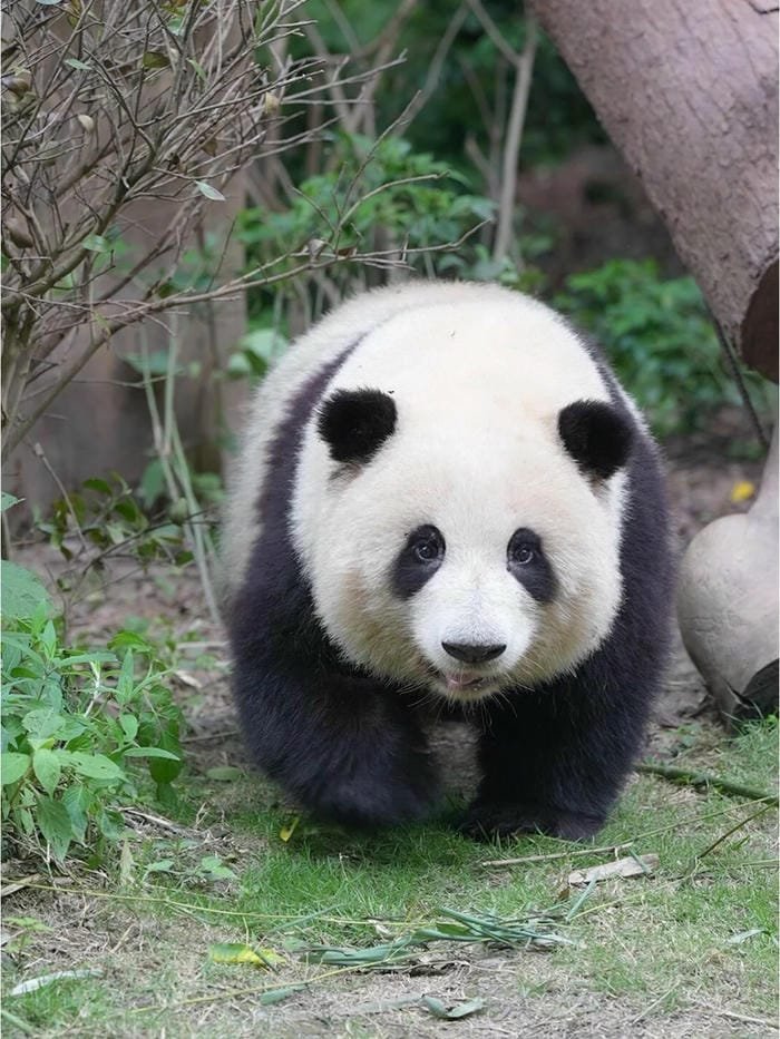 hình ảnh con gấu trúc 10
