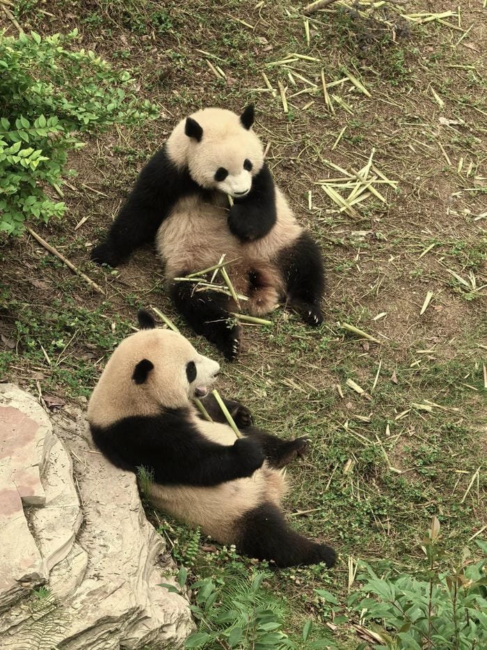 hình ảnh con gấu trúc 15