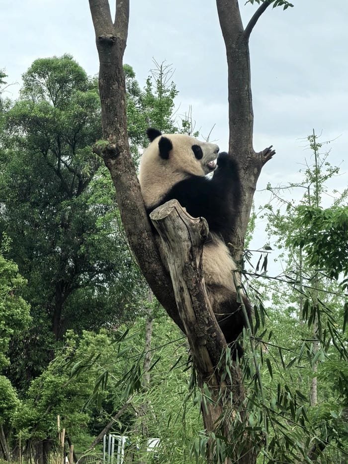 hình ảnh con gấu trúc 16