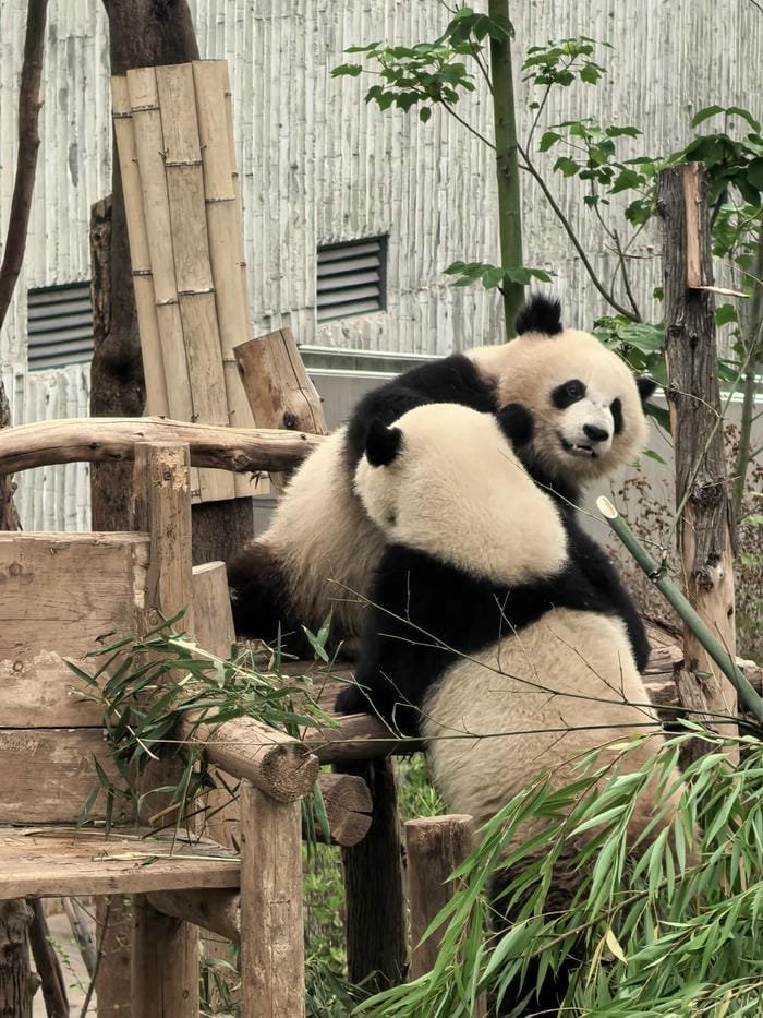 hình ảnh con gấu trúc 18