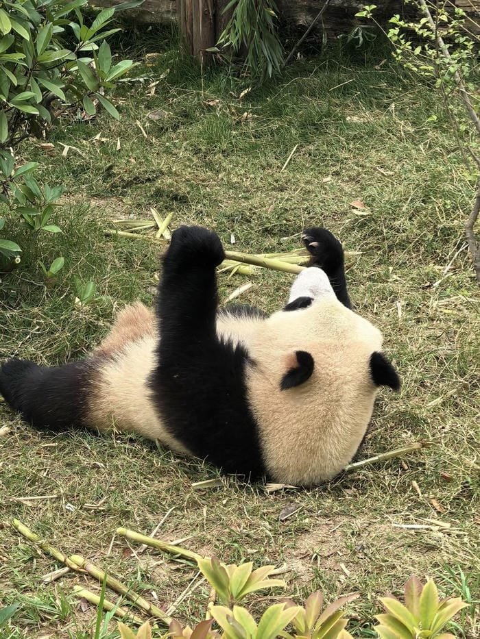 hình ảnh con gấu trúc 19
