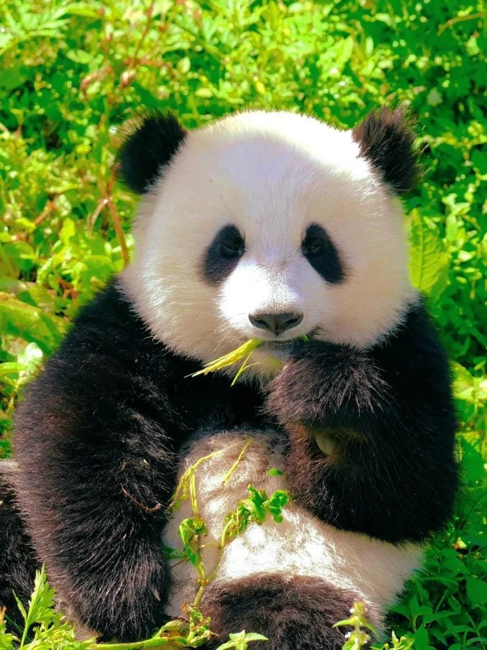 hình ảnh con gấu trúc 2