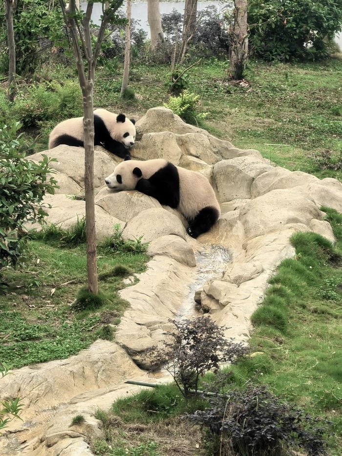 hình ảnh con gấu trúc 20