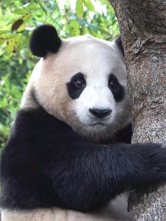 hình ảnh con gấu trúc 22