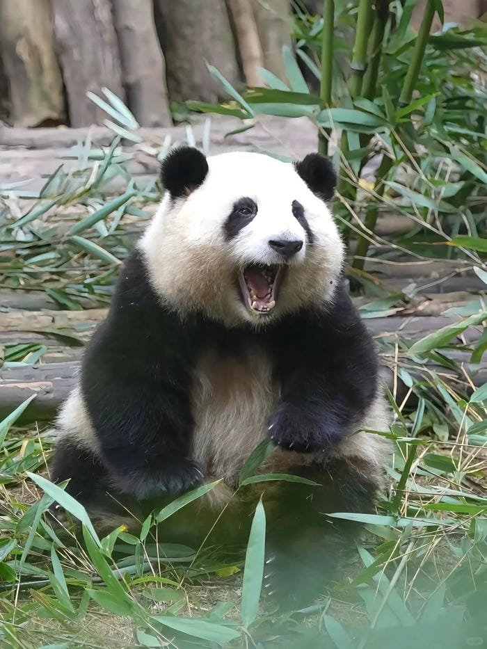 hình ảnh con gấu trúc 27