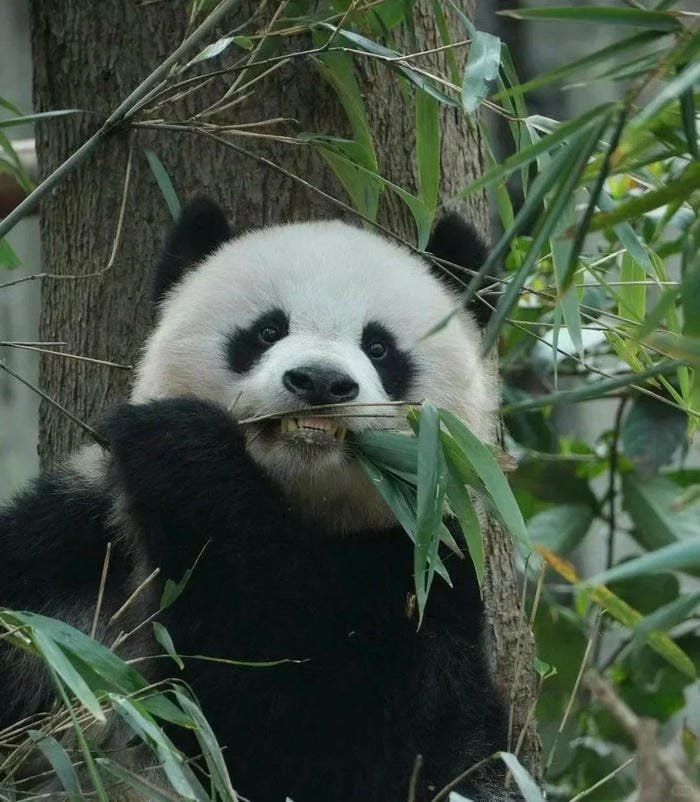 hình ảnh con gấu trúc 3