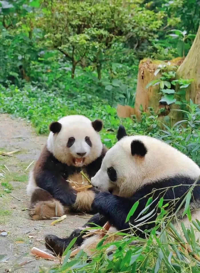 hình ảnh con gấu trúc 32