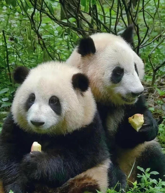 hình ảnh con gấu trúc 33