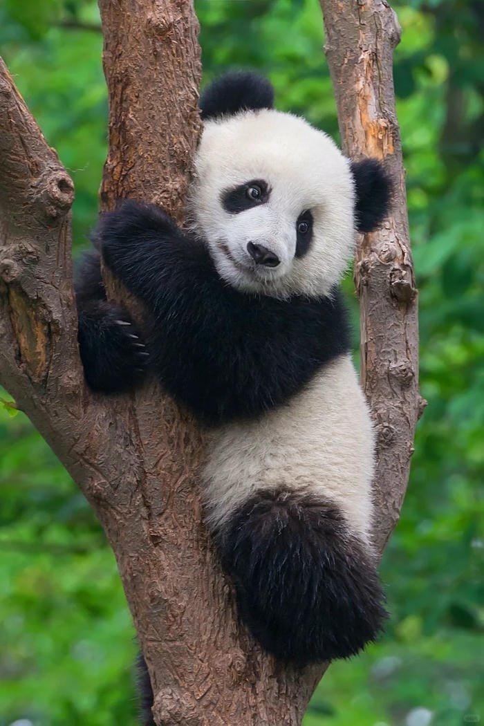 hình ảnh con gấu trúc 35