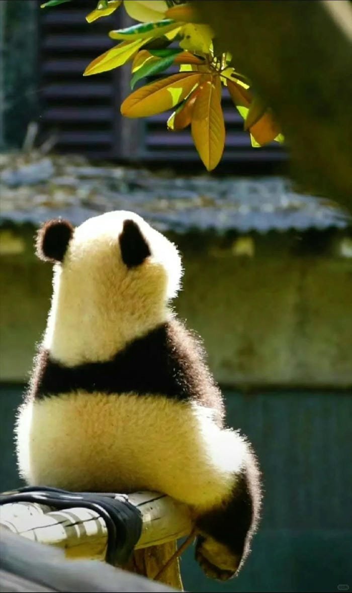 hình ảnh con gấu trúc 4