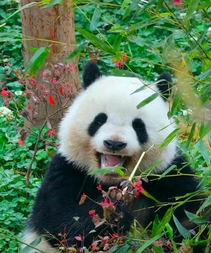 hình ảnh con gấu trúc 6
