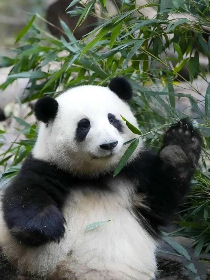 hình ảnh con gấu trúc 9