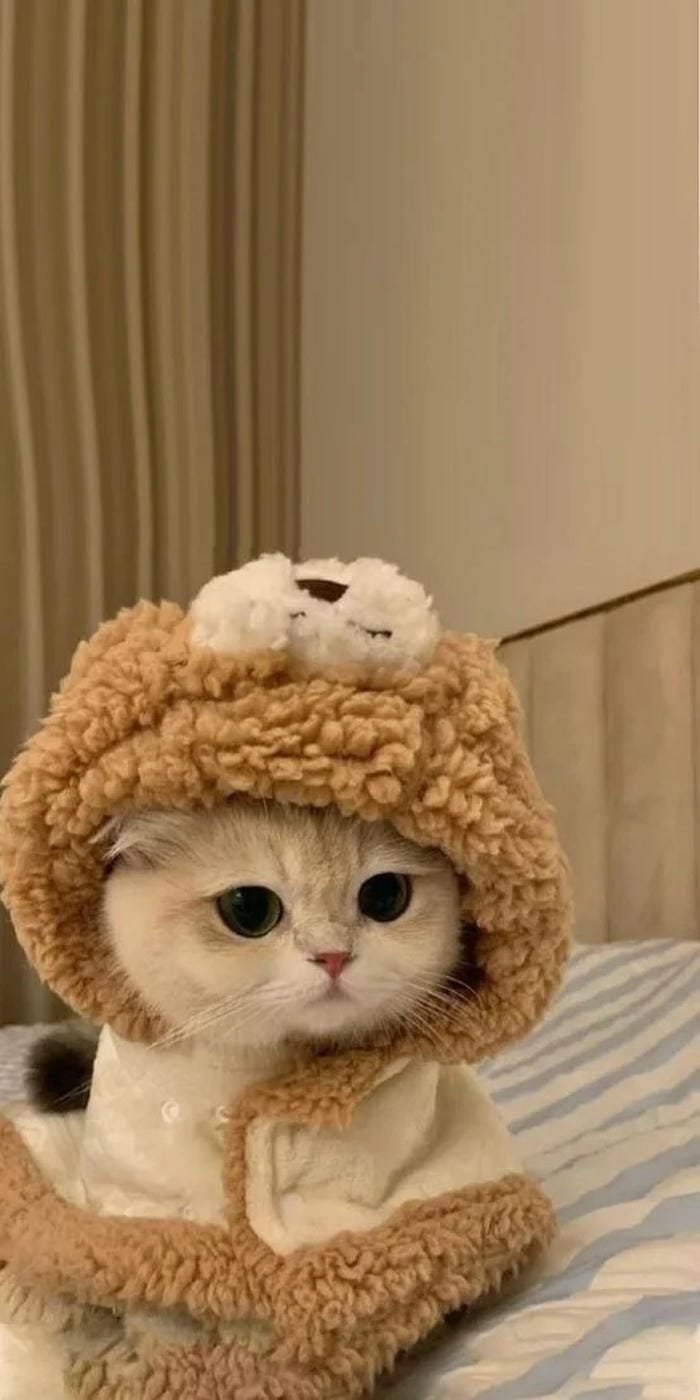 hình ảnh con mèo 18
