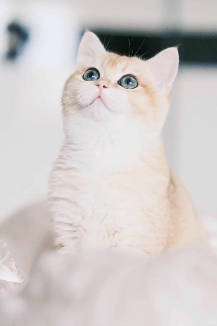 hình ảnh con mèo 12