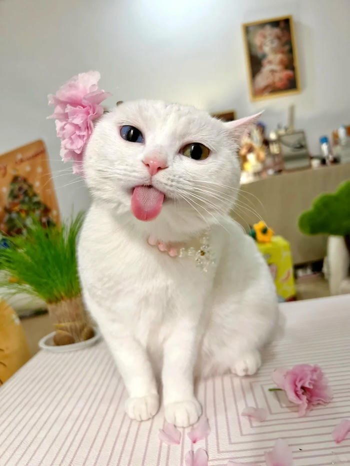 hình ảnh con mèo 5