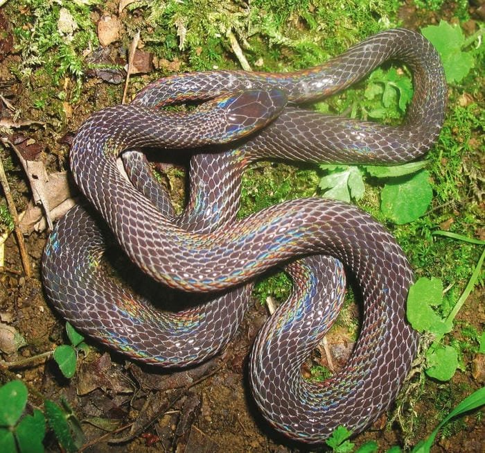 hình ảnh con rắn 13