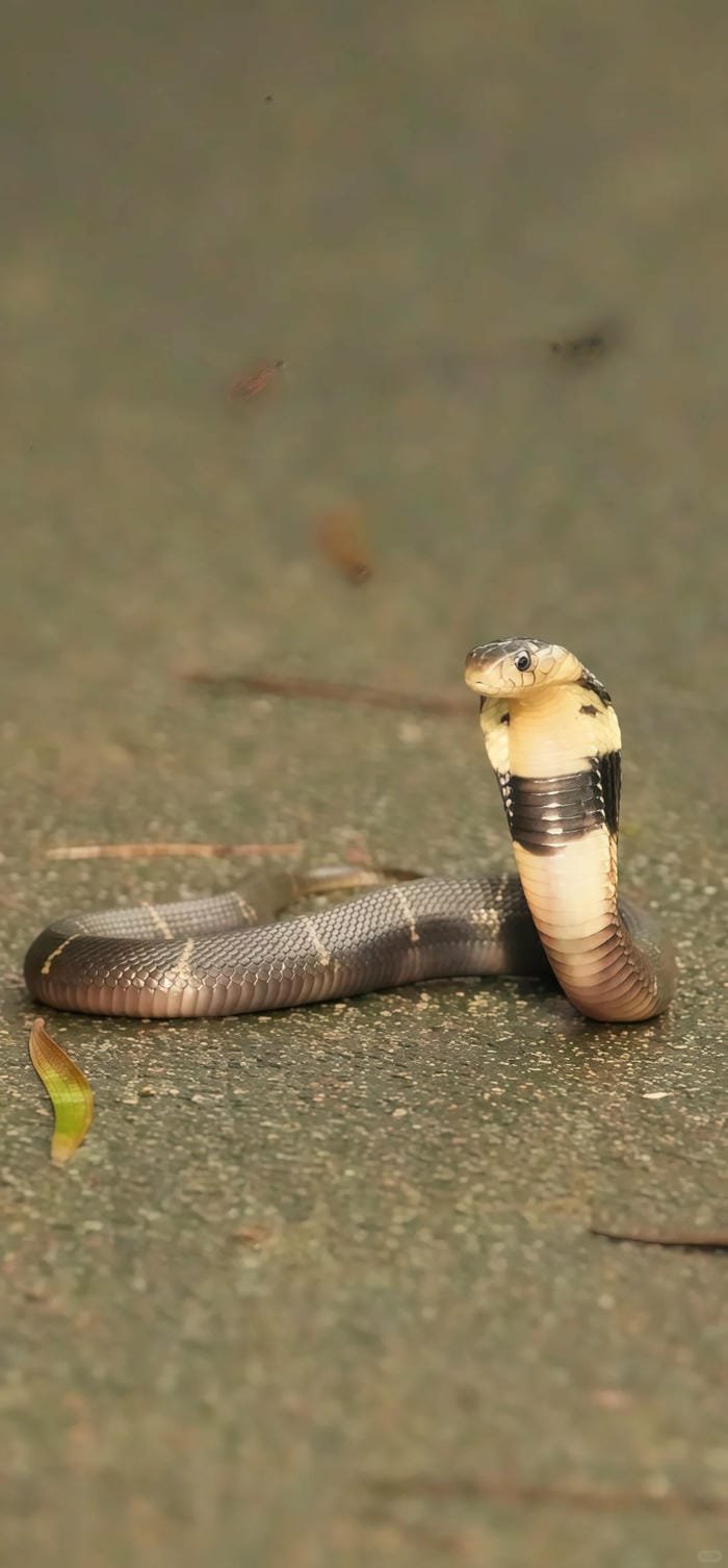 hình ảnh con rắn 15