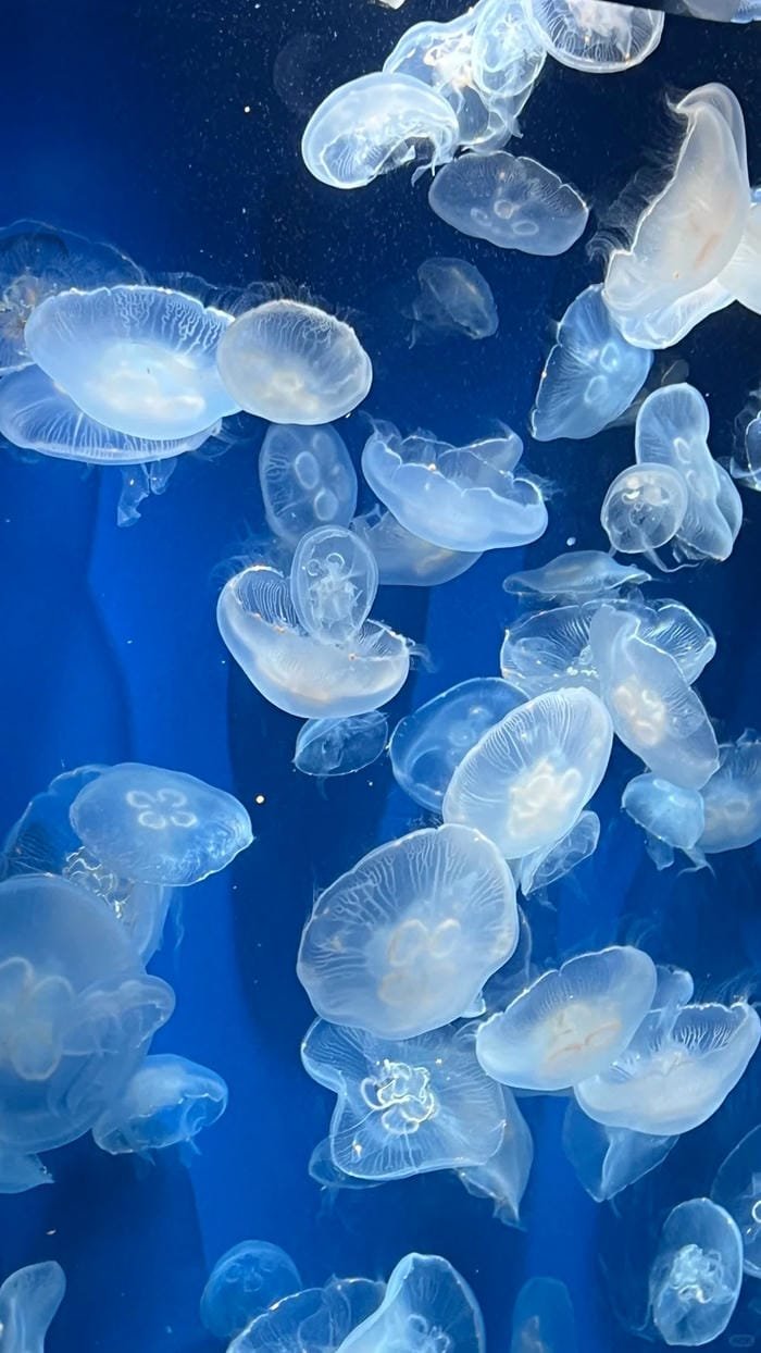 hình ảnh con sứa 12