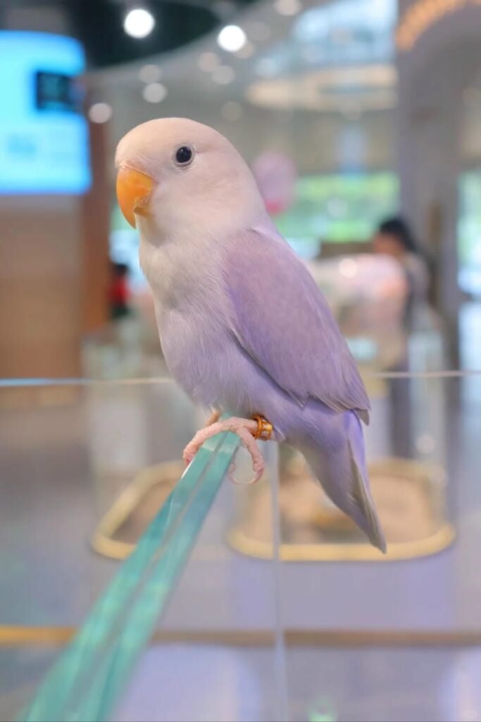 hình ảnh con vẹt