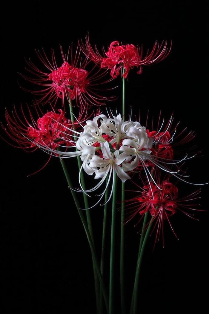 hình ảnh hoa bỉ ngạn 20