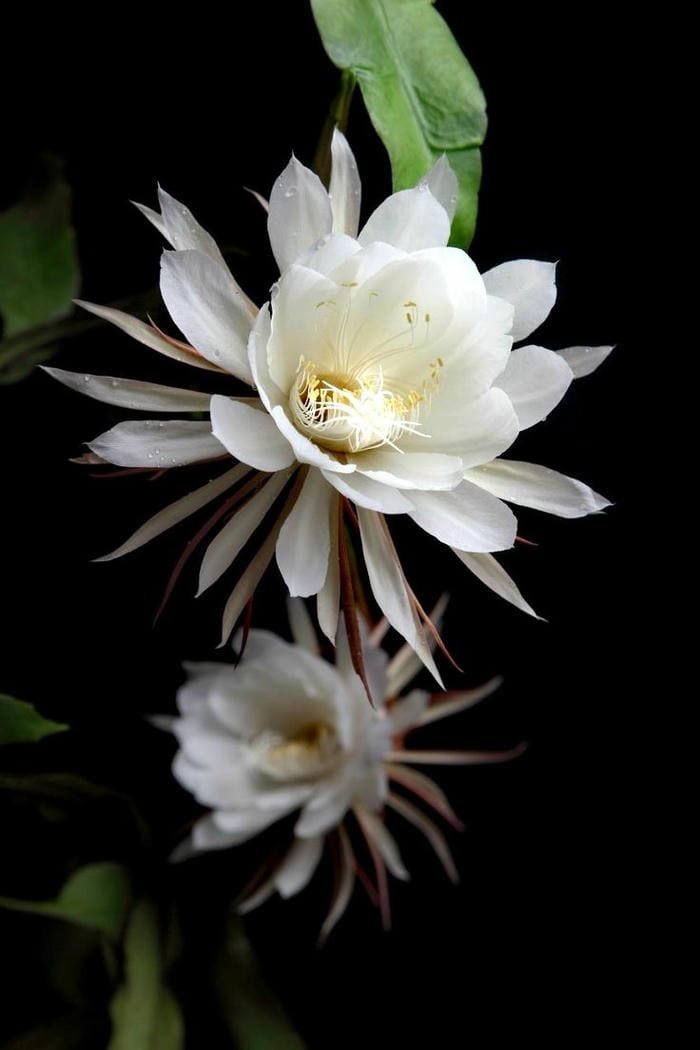 hình ảnh hoa bỉ ngạn trắng 18