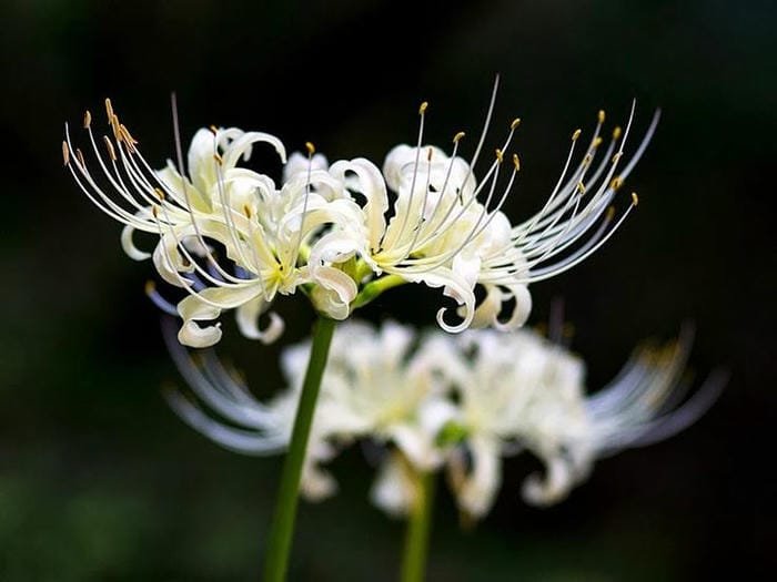 hình ảnh hoa bỉ ngạn trắng 19