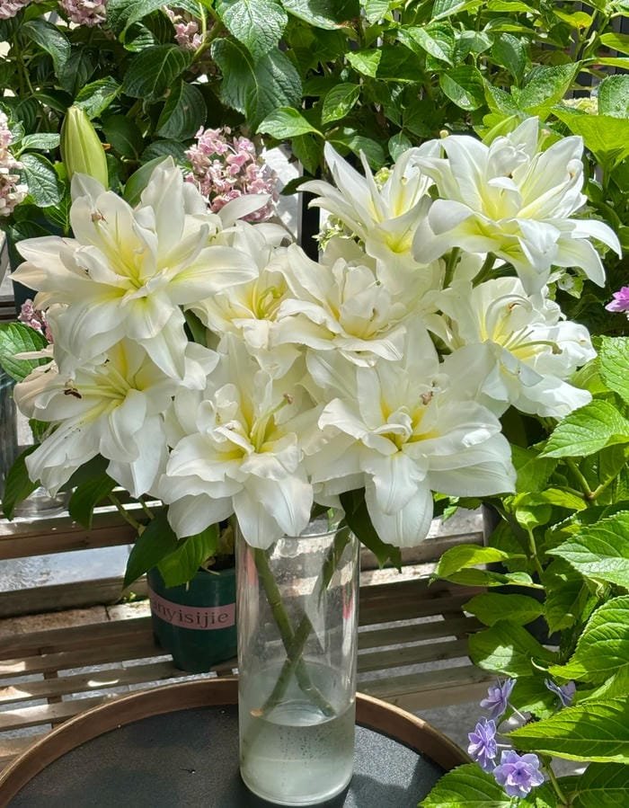 hình ảnh hoa bỉ ngạn trắng 26