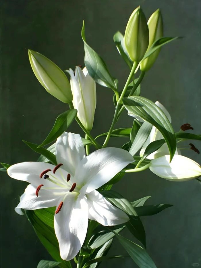 hình ảnh hoa bỉ ngạn trắng 28