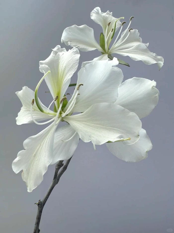 hình ảnh hoa bỉ ngạn trắng 31