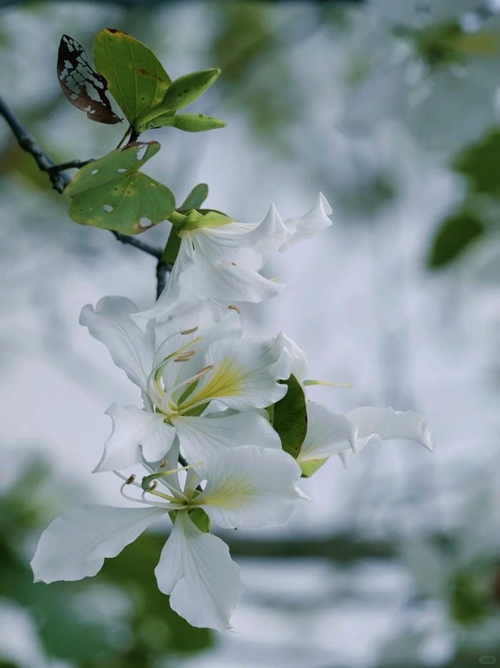 hình ảnh hoa bỉ ngạn trắng 33