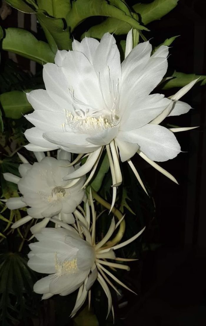 hình ảnh hoa bỉ ngạn trắng 5