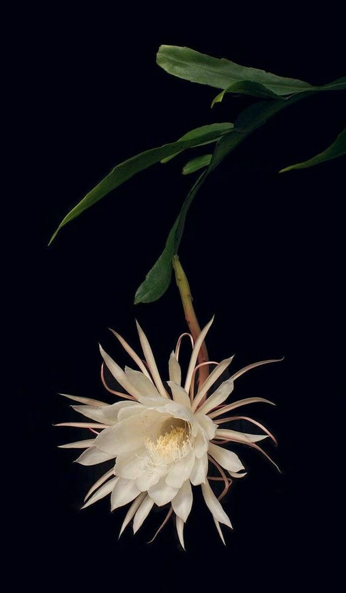 hình ảnh hoa bỉ ngạn trắng 7