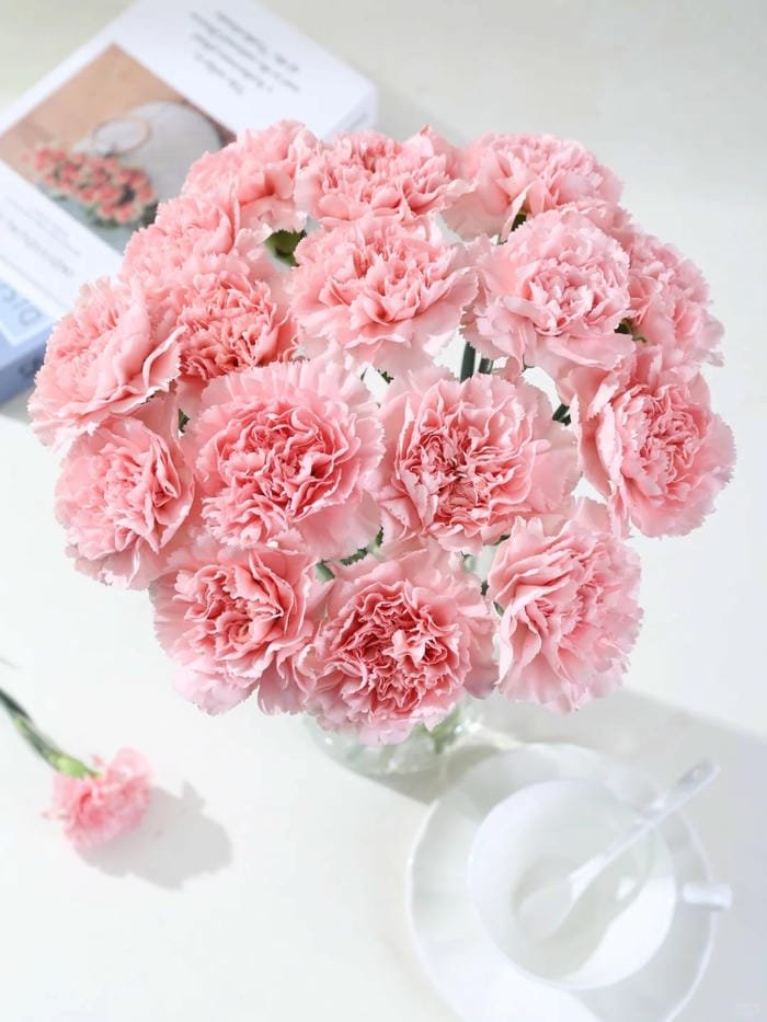 hình ảnh hoa cẩm chướng 10