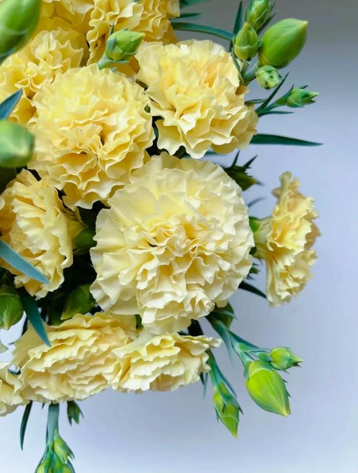 hình ảnh hoa cẩm chướng 15