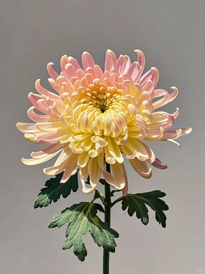hình ảnh hoa cúc 27