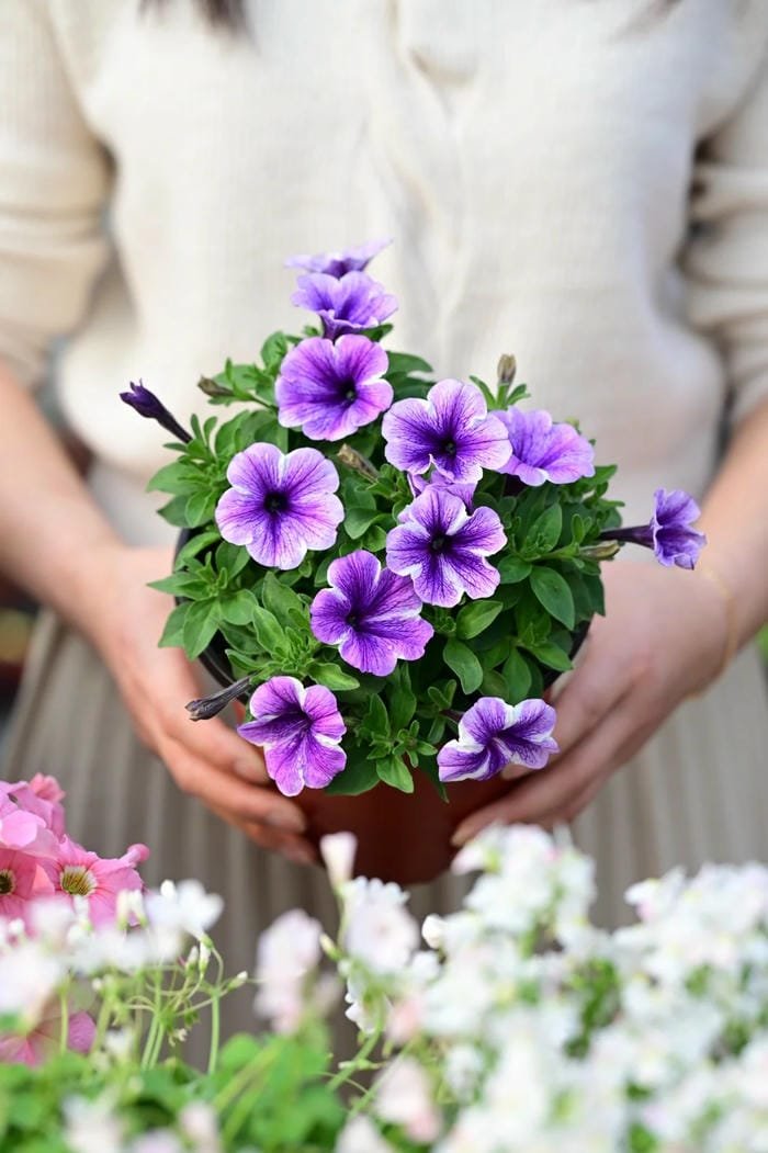 hình ảnh hoa dạ yến thảo 1