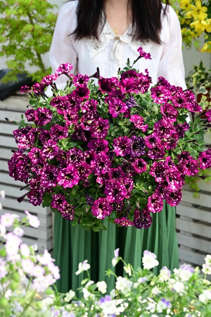 hình ảnh hoa dạ yến thảo 10