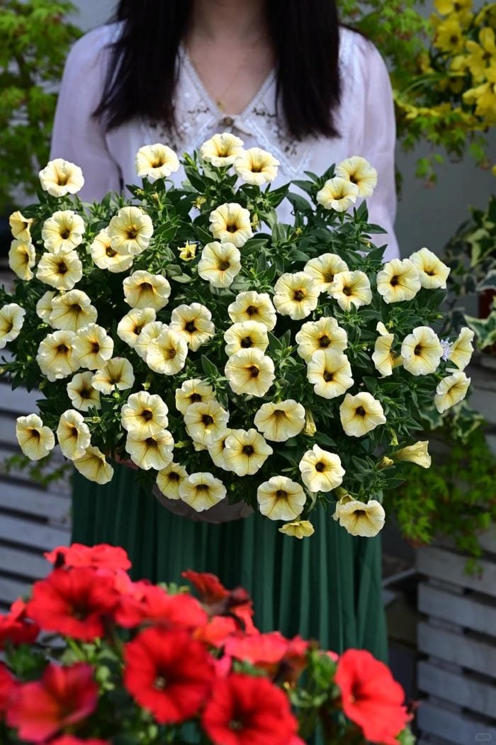 hình ảnh hoa dạ yến thảo 11