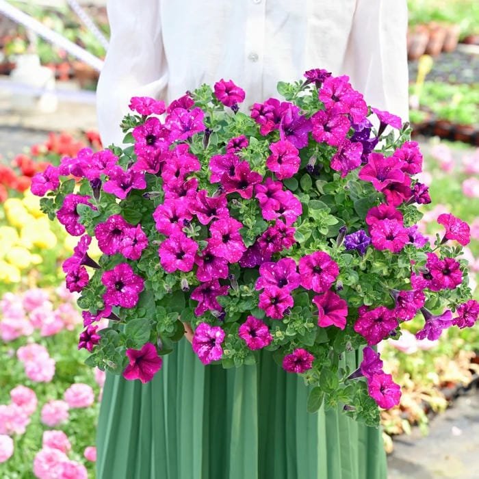 hình ảnh hoa dạ yến thảo 13