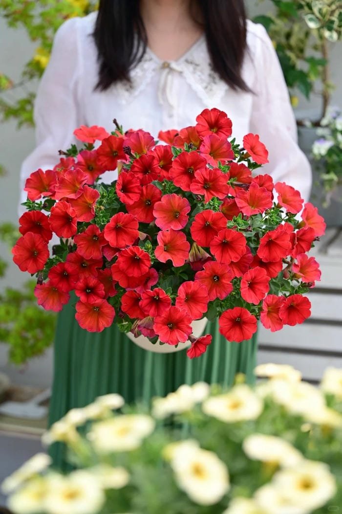 hình ảnh hoa dạ yến thảo 14