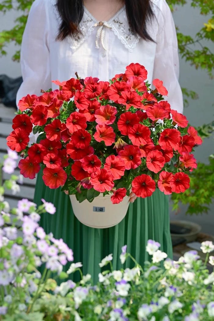 hình ảnh hoa dạ yến thảo 15